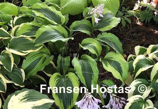 Hosta 'Monkey Business' Monkey Business Hosta