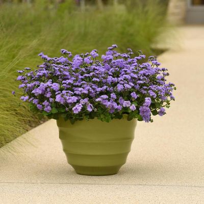 Ageratium houstorianum Monarch Magic Flossflower