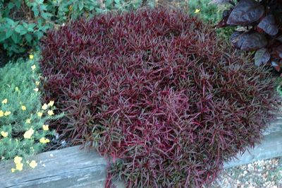 Altermanthera 'Red Threads' Red Threads Joseph's Coat