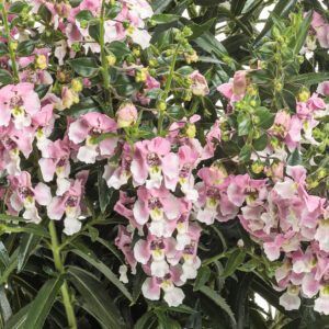 Angelonia Angelface® 'Wedwgood Pink' Angelface® Wedgwood Pink Summer Snapdragon