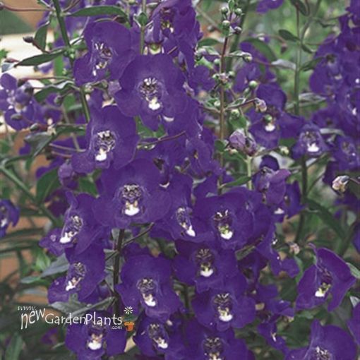 Angelonia Angelface® 'Blue' Angelface® Blue Summer Snapdragon