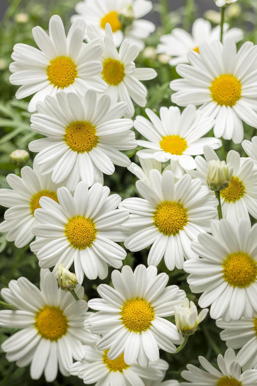 Agyranthemun frutescens 'G14220' Pure White Butterfly® Marguerite Daisy