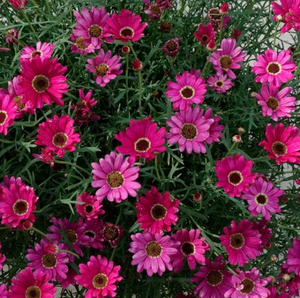 Argyranthemum frutescens Grandaisy® 'Dark Pink' Grandaisy® Dark Pink Marguerite Daisy