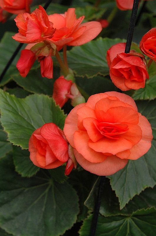 Begonia hiemalis Solenia® 'Deep Orange' Solenia® Deep Orange Begonia