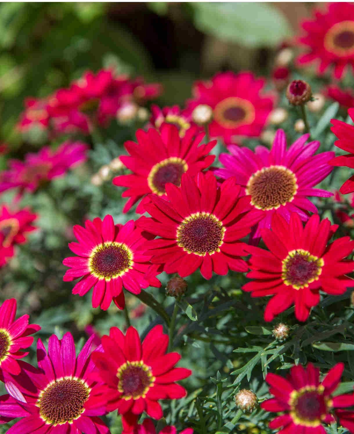 Argyranthemum frutescens Grandaisy® 'Red' Grandaisy® Red Marguerite Daisy