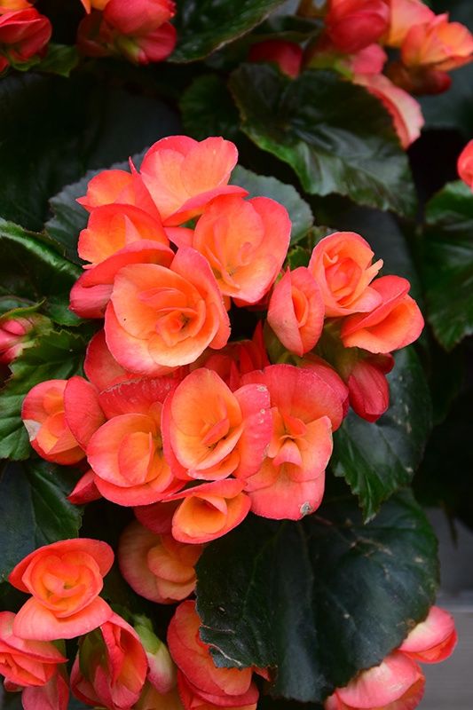 Begonia x hiemalis 'Carneval' Carneval Begonia