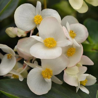 Begonia Dragon Wings® 'White' Dragon Wings® White Begonia
