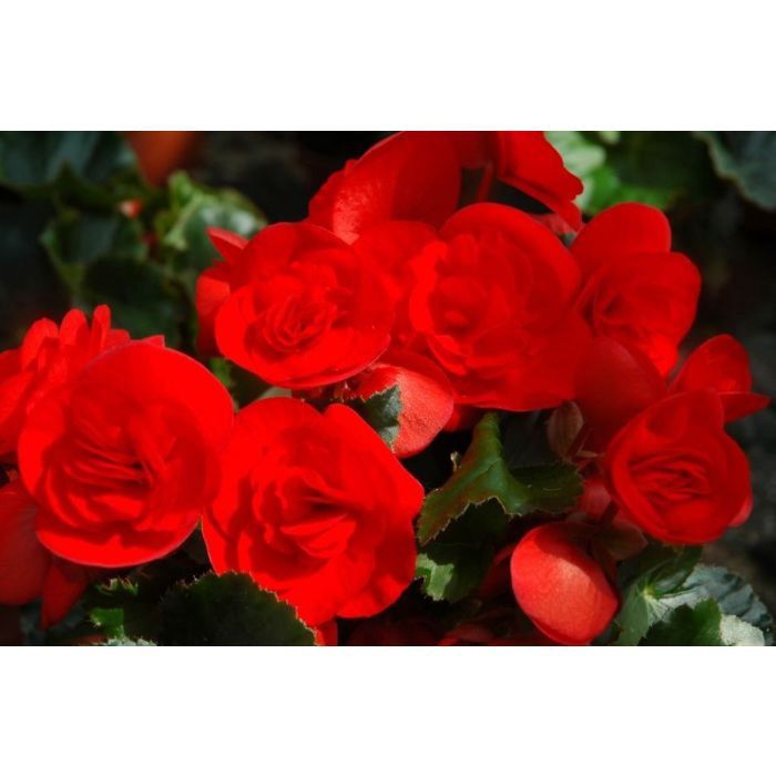 Begonia hiemalis Solenia® 'Red Orange' Solenia® Red Orange Begonia