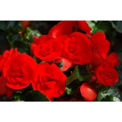 Begonia hiemalis Solenia® 'Red Orange' Solenia® Red Orange Begonia