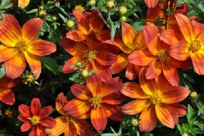 Bidens aurea Bidy® 'Boom Red' Bidy® Boom Red Bidens