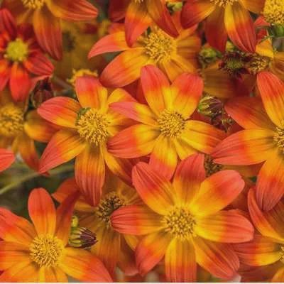 Bidens Campfire® 'Flame' Campfire® Flame Bidens