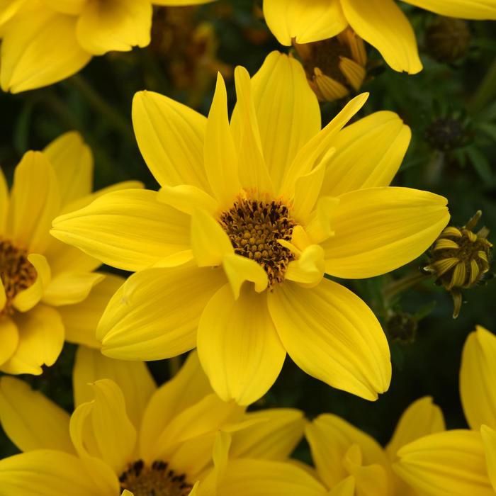 Bidens ferulifolia 'Sun Drop Compact' Sun Drop Compact Bidens
