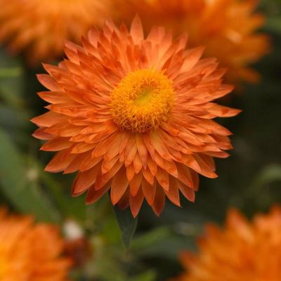 Bracteantha bracteata Mohave™ 'Apricot' Mohave™ Apricot Strawflower