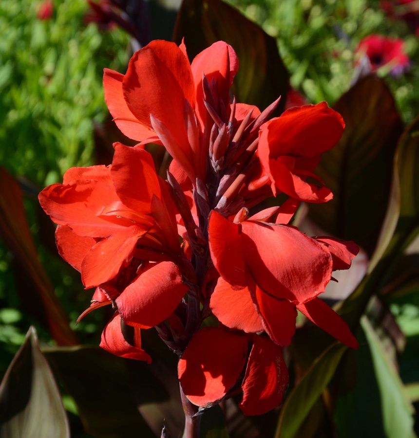 Canna Cannova® 'Bronze Scarlet' Cannova® Bronze Scarlet Canna