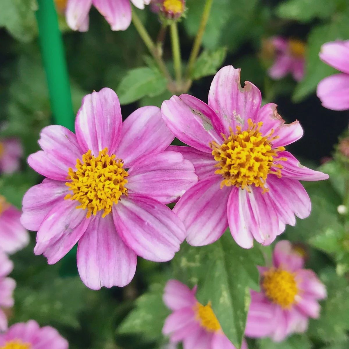 Bidens ferulifolia Timeless™ 'Pretty in Pink Improved' Timeless ™ Pretty in Pink Improved Bidens