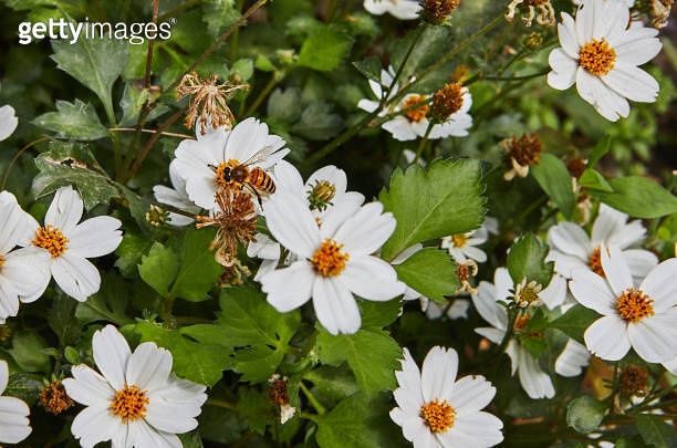 Bidens ferulifolia 'White Delight Improved' White Delight Improved™ Bidens