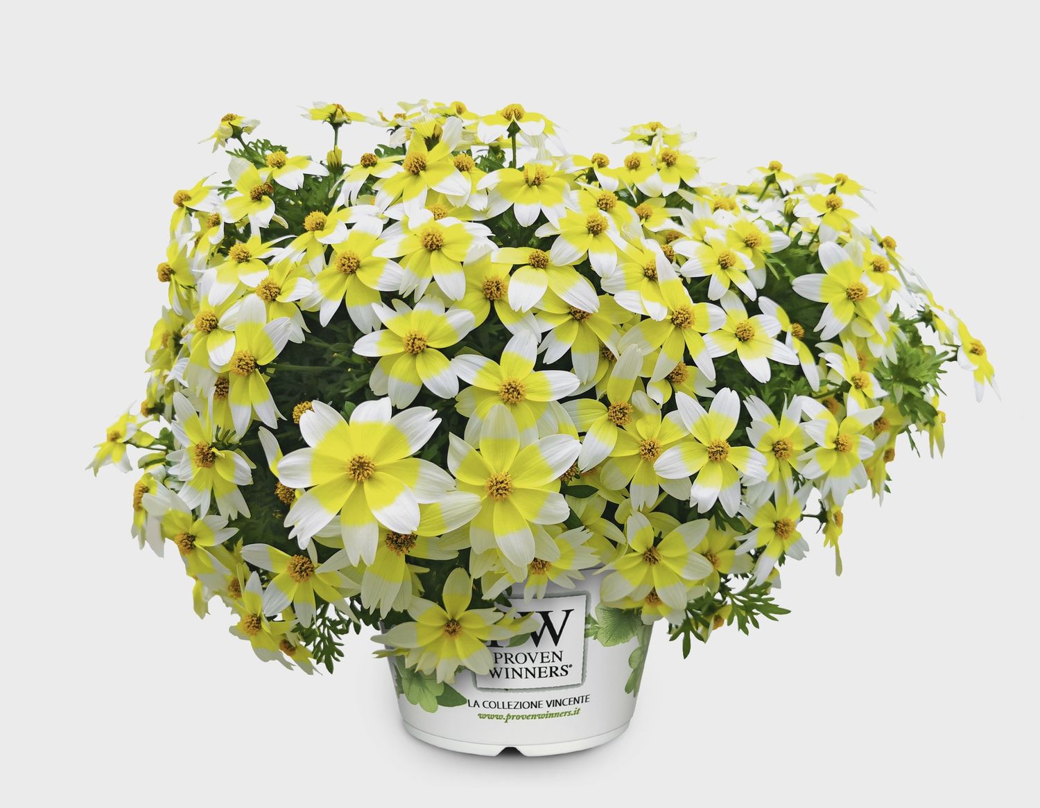 Bidens 'Spicy Electric White' Spicy Electric White Bidens