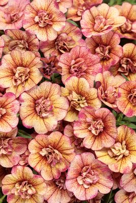 Calibrachoa Superbells® 'Double Vintage Coral' Superbells® Double Vintage Coral™ Calibrachoa