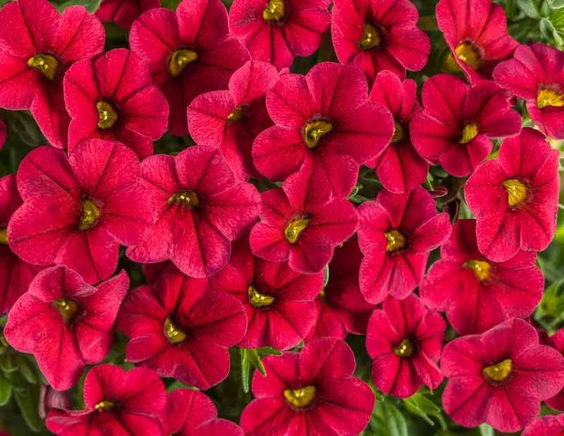 Calibrachoa Superbells® 'Red Improved' Superbells® Red Improved Calibrachoa