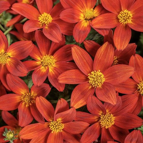 Bidens ferulifolia 'DPWBIDCAPR' Campfire® Red Embers Bidens