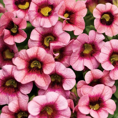 Calibrachoa Superbells® 'Strawberry Punch' Superbells® Strawberry Punch™ Calibrachoa