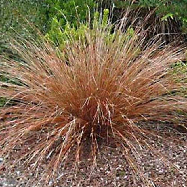 Carex buchanani 'Red Rooster' Red Rooster Sedge Grass