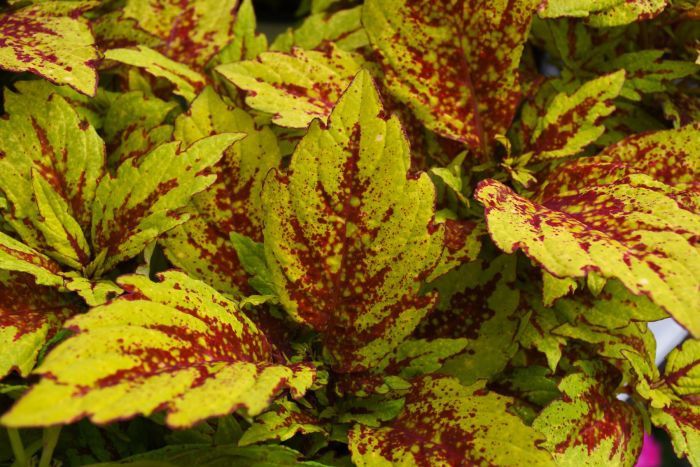 Coleus 'Down Town Greenville' Down Town Greenville Coleus