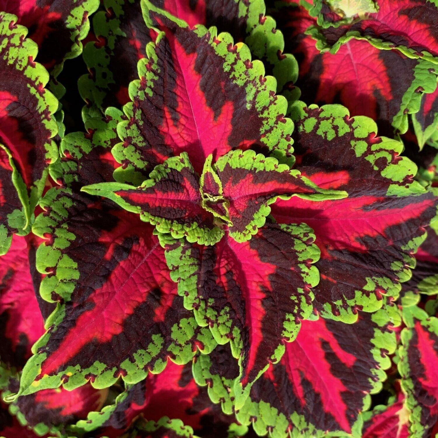 Coleus Ignite™ 'Heartbreaker' Ignite™ Heartbreaker Coleus
