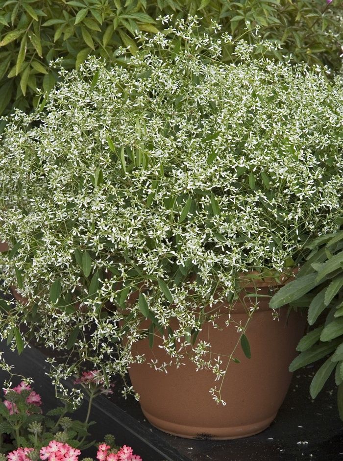 Euphorbia hybrid 'Inneuphdia' Diamond Frost® Euphorbia