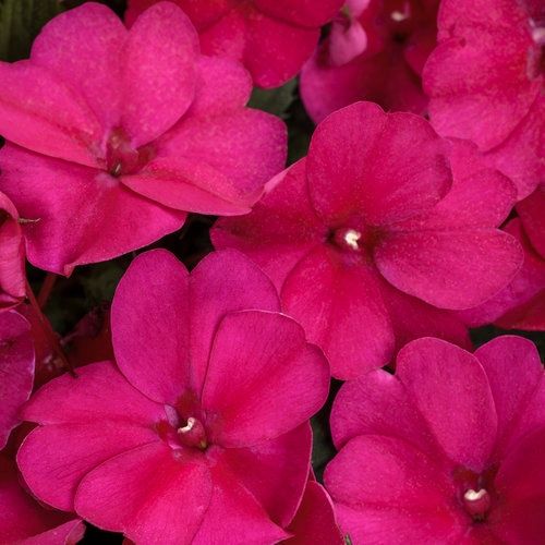 Impatiens SunPatiens® 'Compact Royal Magenta' SunPatiens® Compact Royal Magenta Impatiens