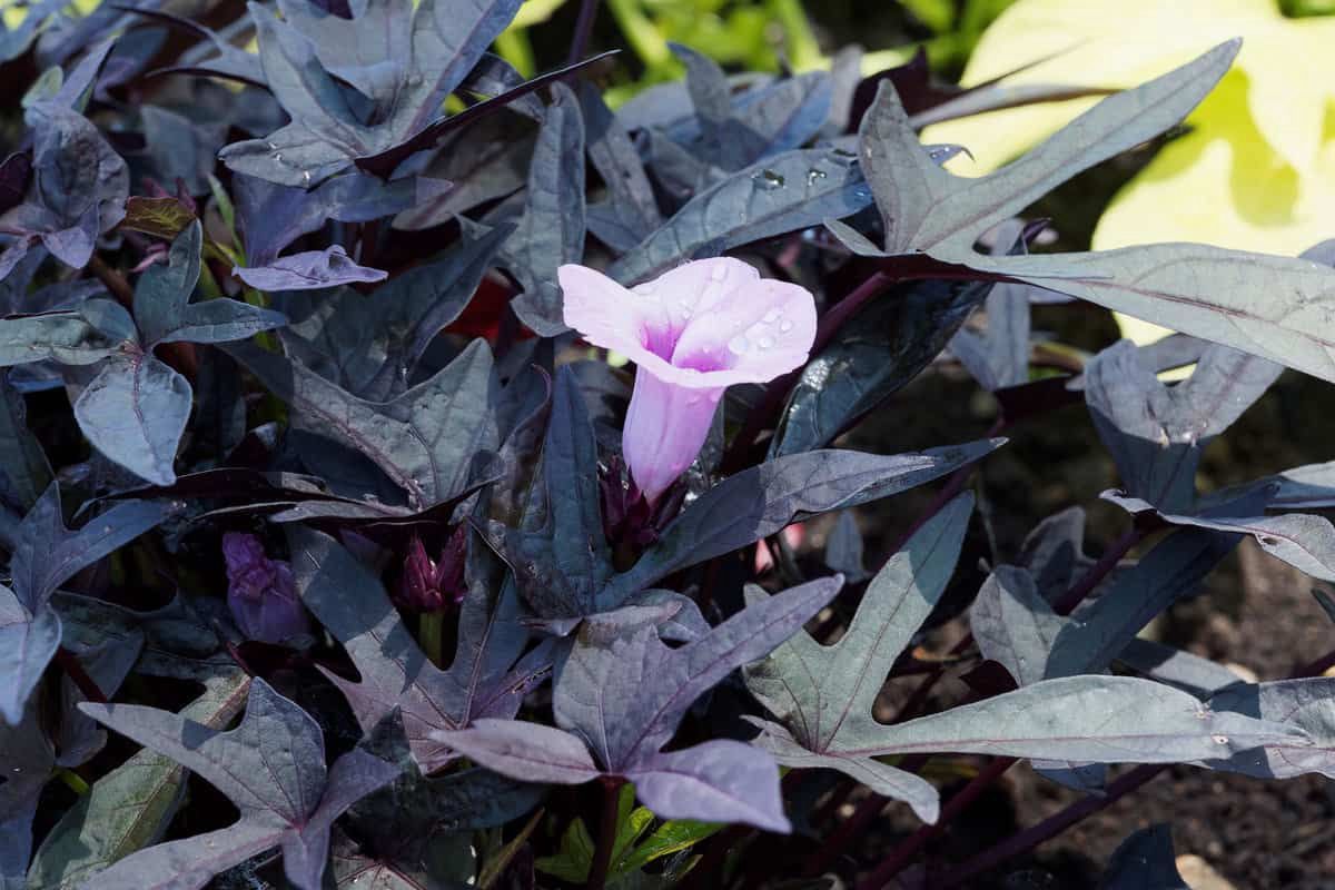 Ipomea batatas SolarPower™ 'Black' SolarPower™ Black Sweet Potato Vine