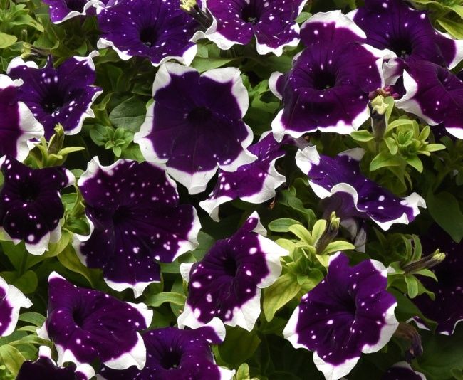 Petunia Main Stage™ 'Glacier Sky' Main Stage™ Glacier Sky Petunia