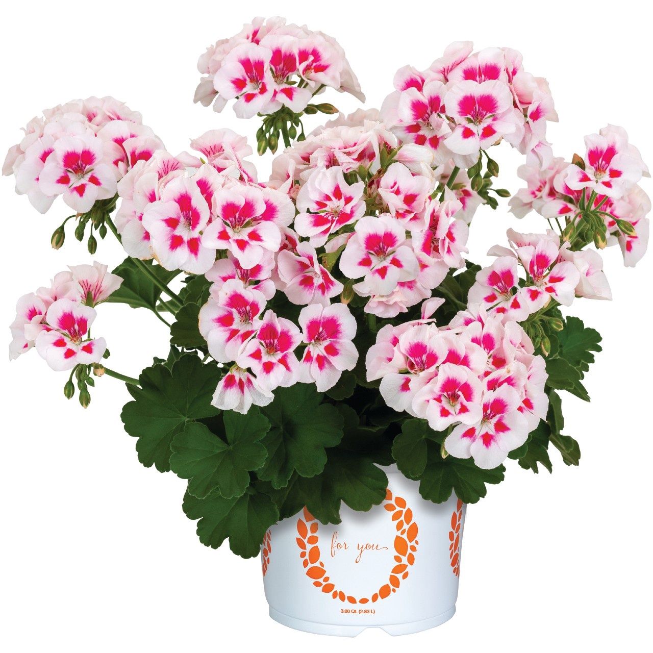 Pelargonium 'Sanata White Splash' Santana White Splash Geranium