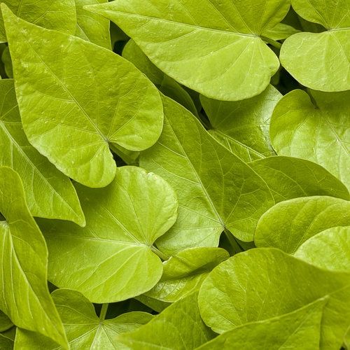 Ipomoea hybrid 'NCORNSP-019SCHLM' Sweet Carolina Sweetheart Lime Sweet Potato Vine (Proven Accents)
