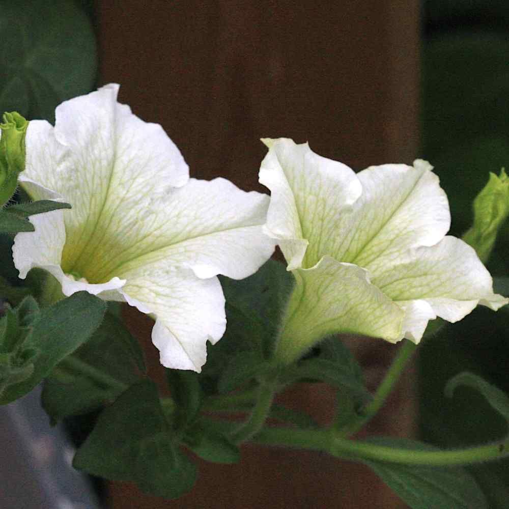 Petunia hybrid Surfinia® 'Lime' Surfinia® Lime Petunia