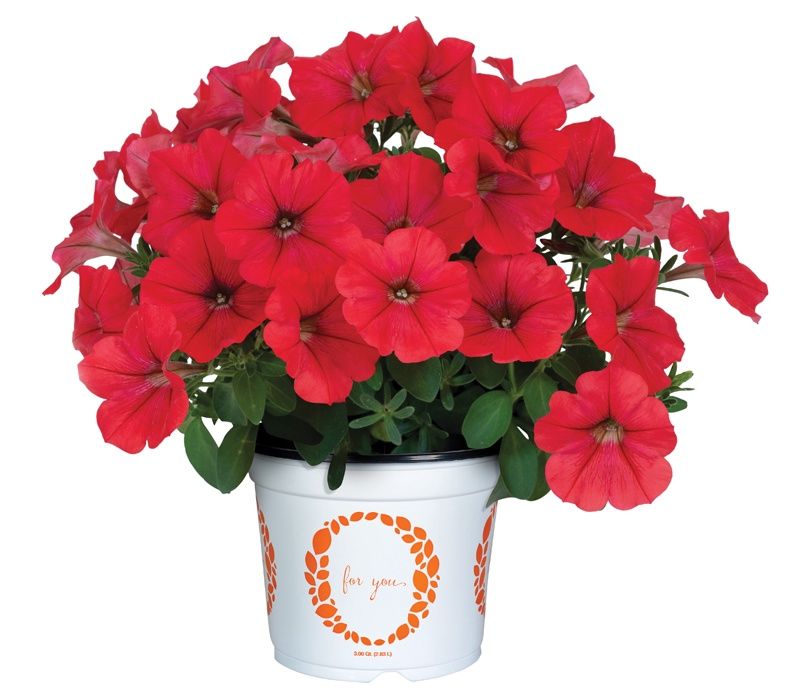 Petunia Potunia®+ 'Red' Potunia®+ Red