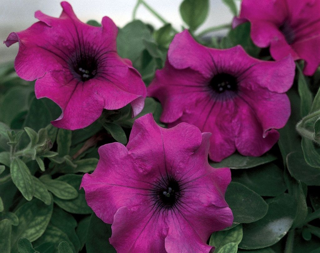 Petunia hybrid Surfina® 'Giant Purple' Surfina® Giant Purple Petunia