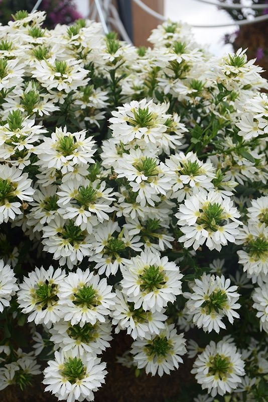 Scaevola aemula Stardiva® 'White' Stardiva® White Fan Flower