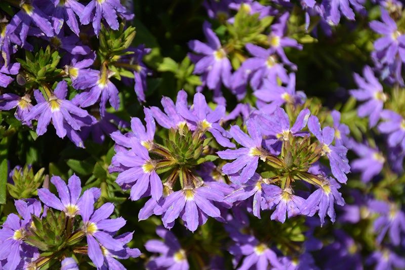 Scaevola aemula 'Whirlwind® 'Blue' Whirlwind® Blue Fan Flower