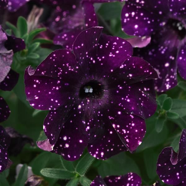 Petunia Starlet™ 'Midnight Sky' Starlet™ Midnight Sky Petunia