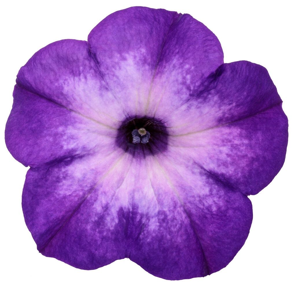 Petunia Supertunia Tiara® 'INPETTIAL' Supertunia Tiara® Blue