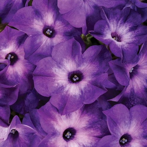 Petunia Supertunia® 'INPETTIAL' Supertunia Blue Tiara