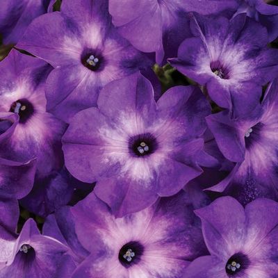 Petunia Supertunia® 'INPETTIAL' Supertunia Blue Tiara