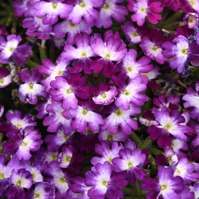 Verbena Beats™ 'Blue+White' Beats™ Blue+White Verbena