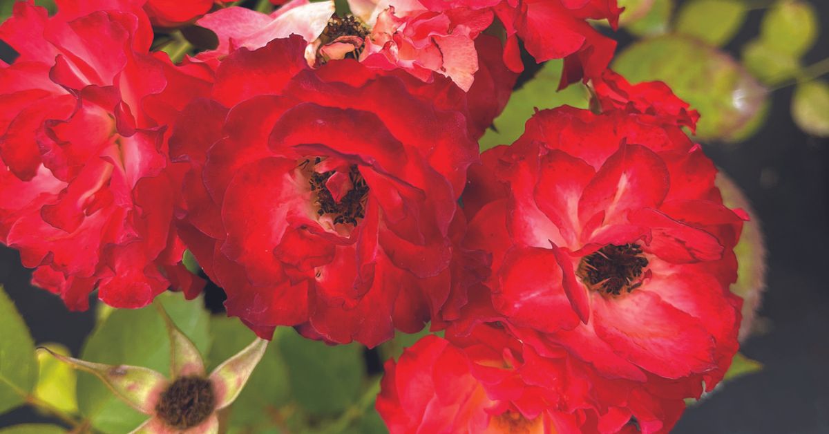 Rosa x 'Always Together' Always Together Rose