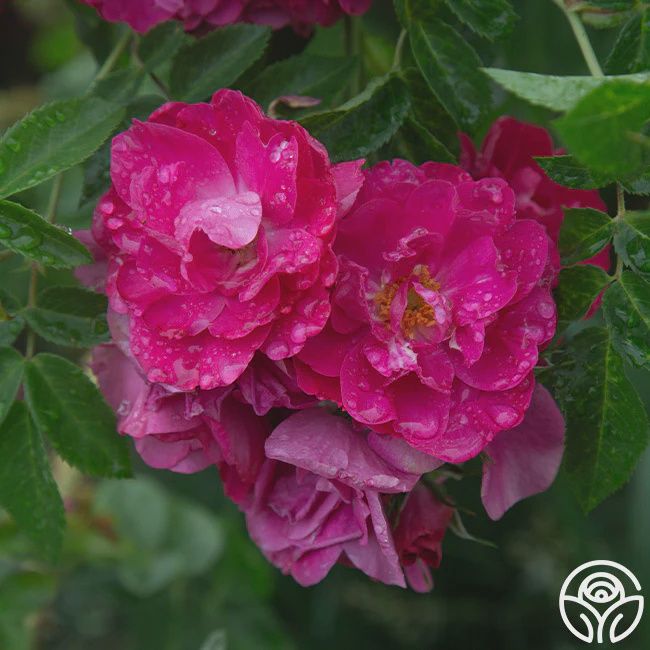 Rosa x 'John Cabot' John Cabot Rose