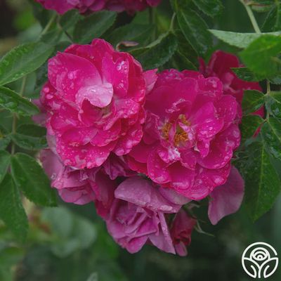 Rosa x 'John Cabot' John Cabot Rose