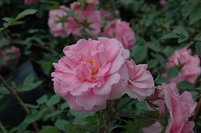 Rosa x 'John Davis' John Davis Rose