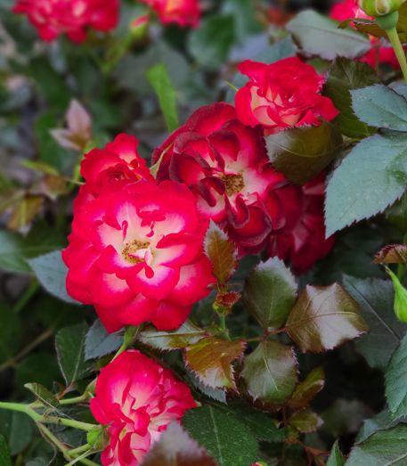 Rosa x 'Never Alone' Never Alone Rose