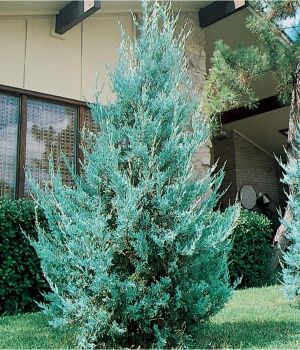 Junipenus scopulorm 'Witchita Blue' Wichita Blue Juniper